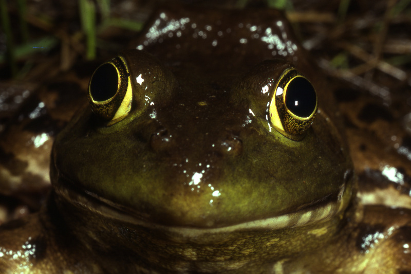 Bull Frog Semi-permanent and permanent ponds that infrequently or never dry up can support animals such as bull frogs whose tadpoles take at least two years to develop. Bull frogs are voracious predators that alter the predator-prey balance in a vernal pool environment. Credit: Jack Ray